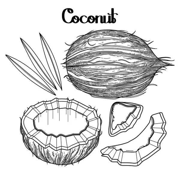 Grafiska kokos samling — Stock vektor
