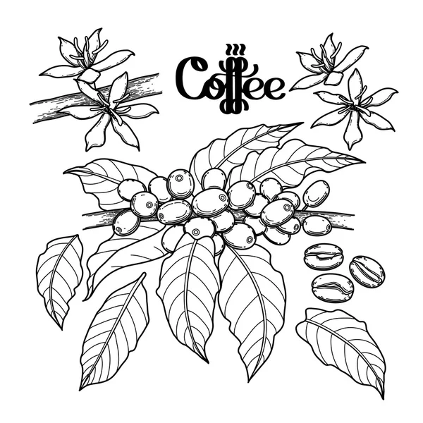 Colección de café gráfico — Vector de stock