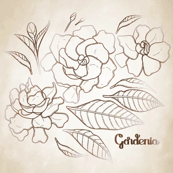 Graphic gardenia set Stock Image Everypixel