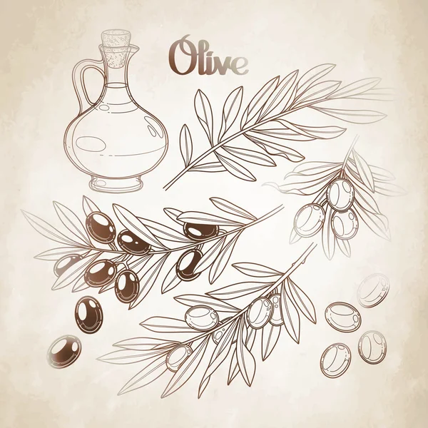 Raccolta grafica olive — Vettoriale Stock