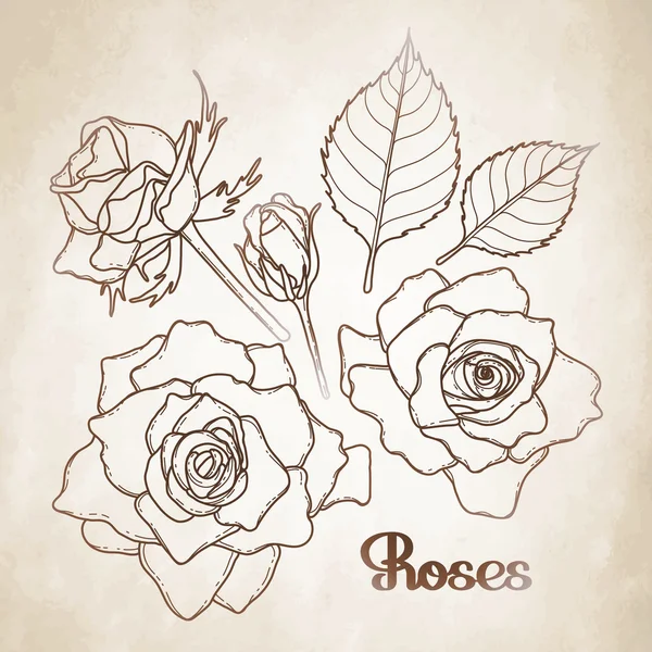 Coleção de rosas gráficas — Vetor de Stock