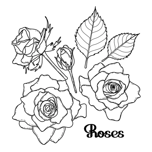 Collection de roses graphiques — Image vectorielle