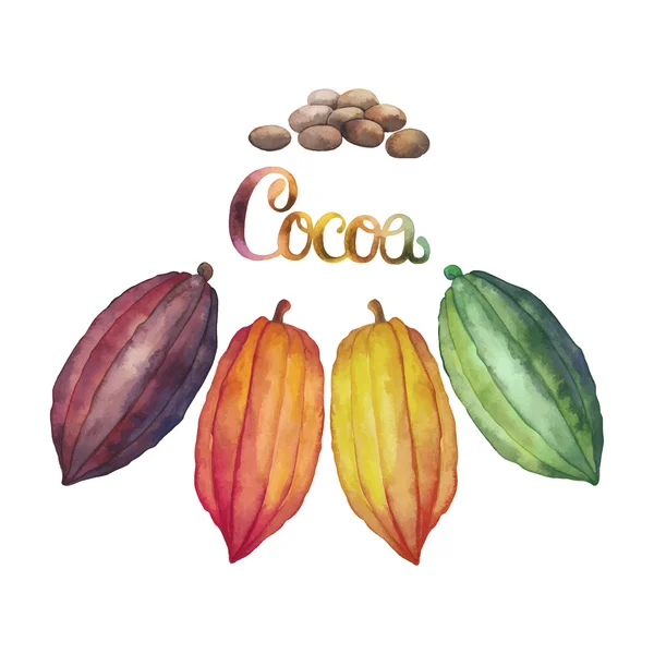 Watercolor cocoa fruit — Stock Vector