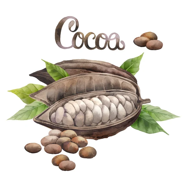 Acquerello cacao frutta — Vettoriale Stock