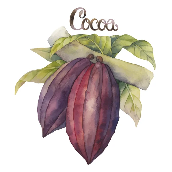 Acquerello cacao frutta — Vettoriale Stock