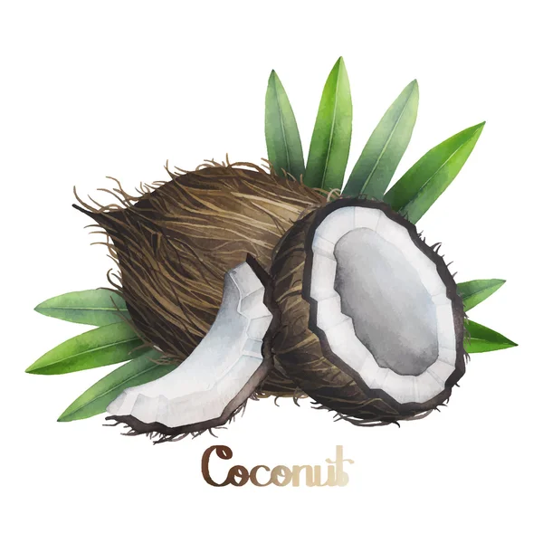 Diseño de coco acuarela — Vector de stock