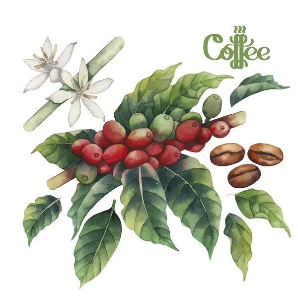 Kolekcja akwarela kawy — Wektor stockowy