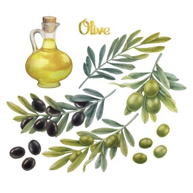 Watercolor olive collection clipart