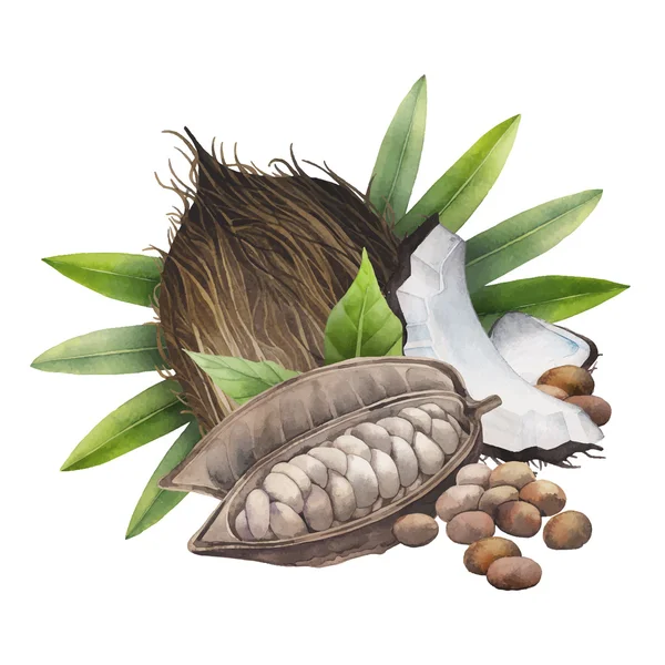 Acuarela cacao fruta y coco — Vector de stock