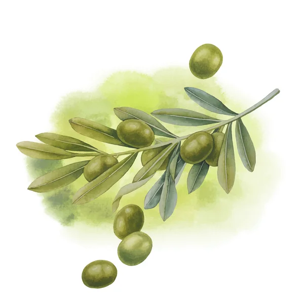 Aquarelle branche d'olive verte — Image vectorielle