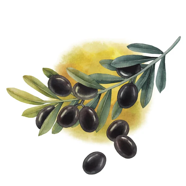 Aquarelle branche d'olive noire — Image vectorielle