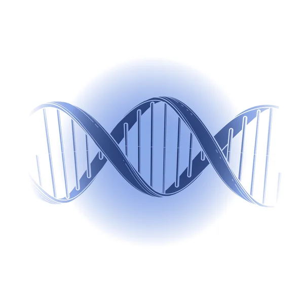 Graphic DNA structure — Stock Vector