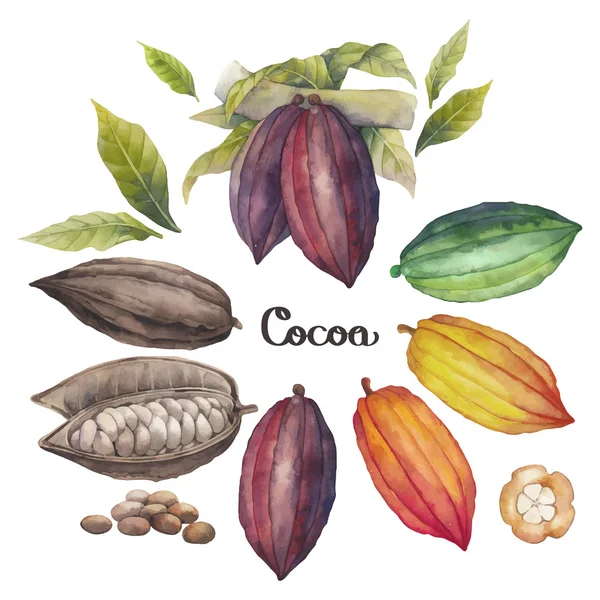 Acquerello cacao frutta — Vettoriale Stock