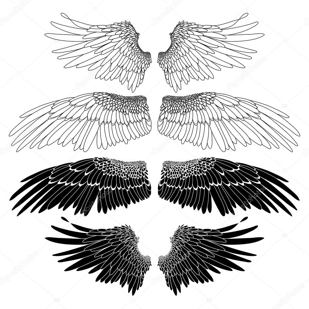 Graphic wings collection