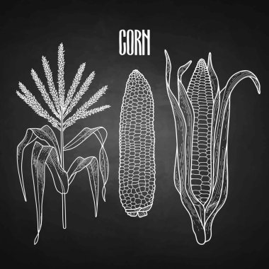 Grafik mısır koleksiyonu