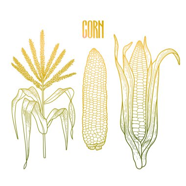 Grafik mısır koleksiyonu