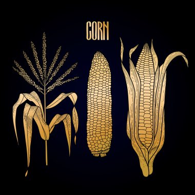 Grafik mısır koleksiyonu