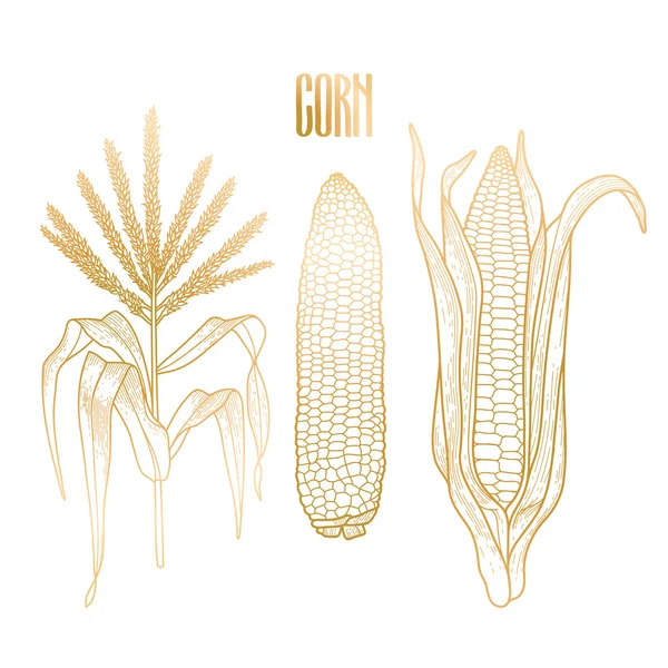 Коллекция кукурузы — стоковый вектор