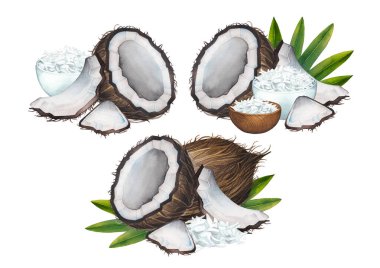 Bütün ve dilimlenmiş hindistan cevizi, kase ve avuç dolusu tanecikli ve uzun yapraklı suluboya kompozisyonlar.