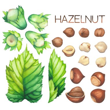 Fındık ve yaprakların suluboya koleksiyonu.