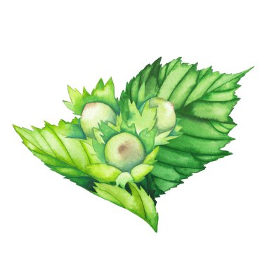 Fındık yapraklı ve olgunlaşmamış fındıklı suluboya kompozisyonu.