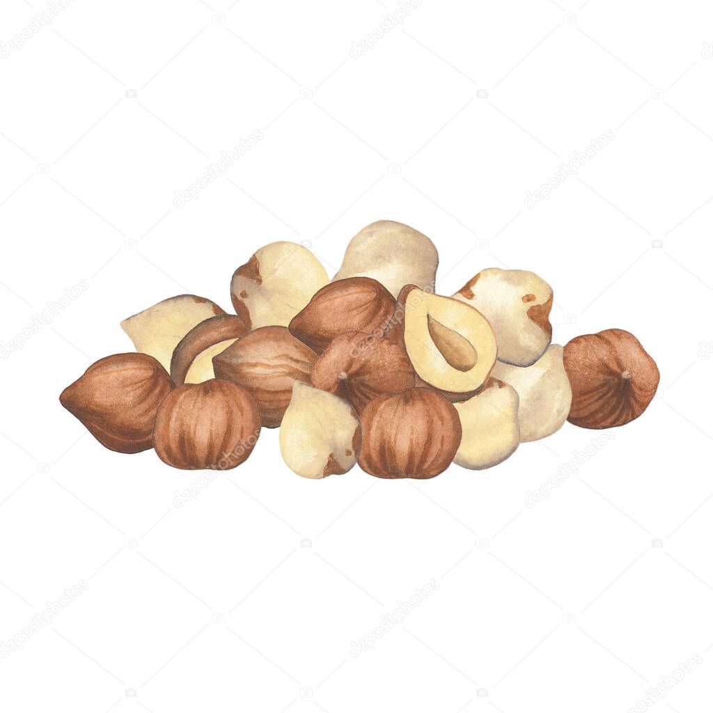 Watercolor handful of opened hazelnuts isolated on the white background