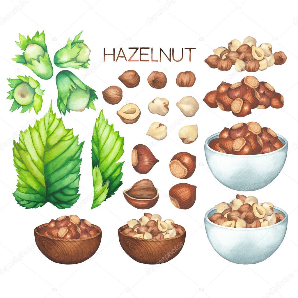 Watercolor collection of hazelnut plants, bowls and handfuls of nuts.