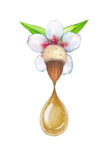 Watercolor drop falling from the almond nut with flower. —  Fotos de Stock