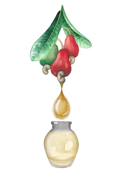 Watercolor glass bottle of the essential oil decorated with drop and cashew fruits. — Stock Photo, Image