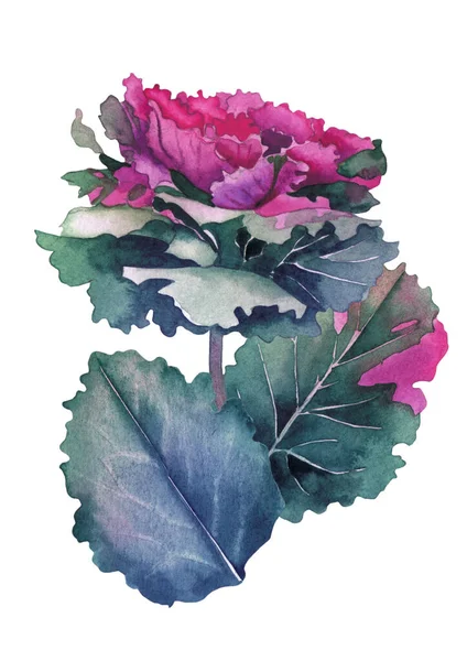 Акварельный дизайн цветущих цветов и листьев капусты. — стоковое фото