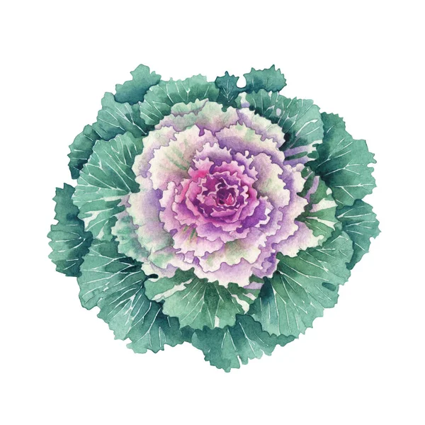 Projekt akwarela kwitnące Kale kwiaty i liście. — Zdjęcie stockowe
