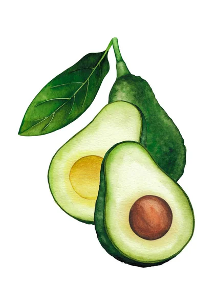 Aquarell-Avocadofrüchte und Blätter isoliert auf weißem Hintergrund — Stockfoto