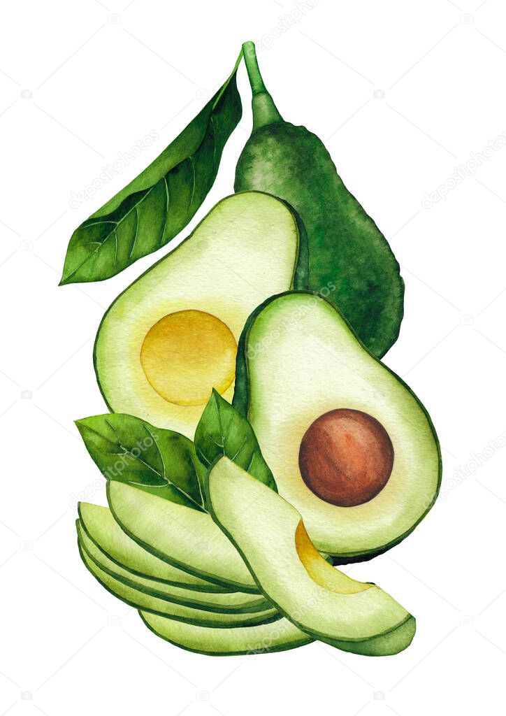 Watercolor avocado fruits and leaves isolated on white background
