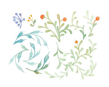 Basit, zarif, ortaçağ bitkileri seti. Beyaz arka planda izole edilmiş elle boyanmış suluboya çiçek elementleri..