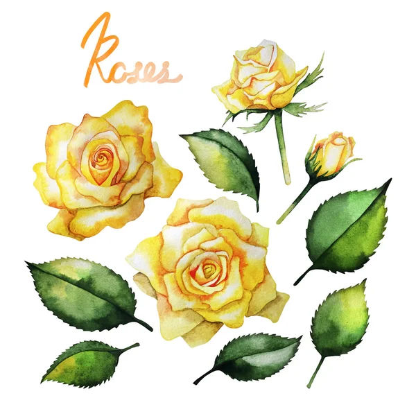 Kolekcja akwarela róż — Zdjęcie stockowe