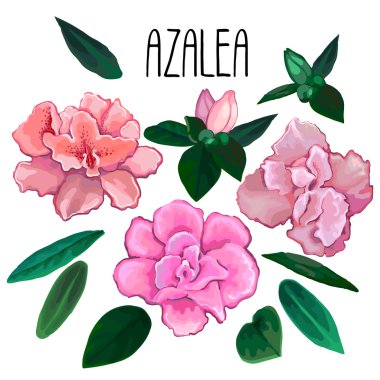 Azalea leaves and flowers collection clipart