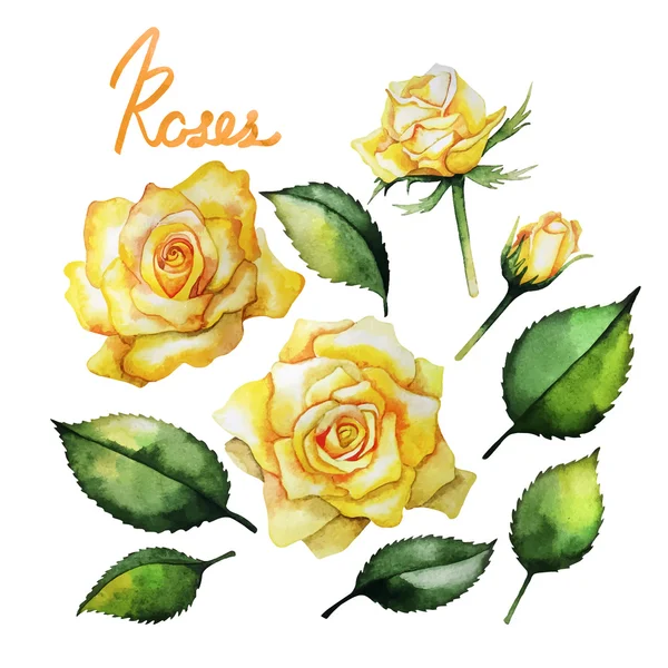 Colección de rosas acuarela — Vector de stock