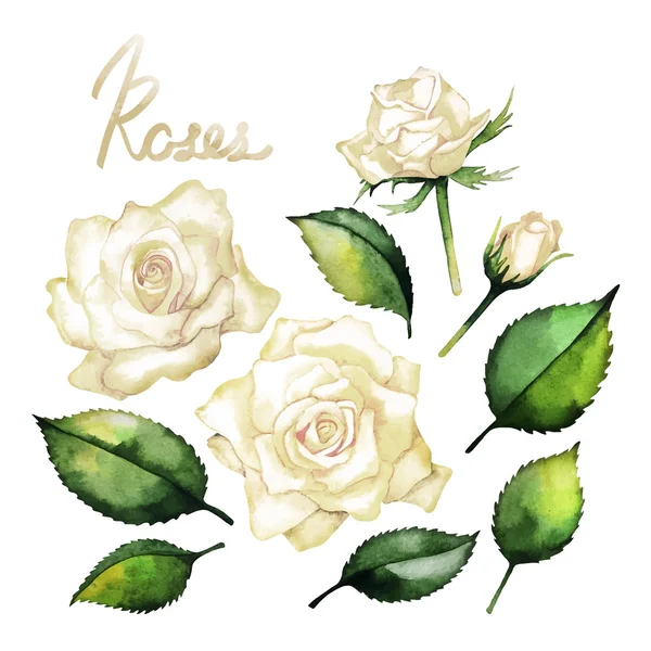 Colección de rosas acuarela — Vector de stock