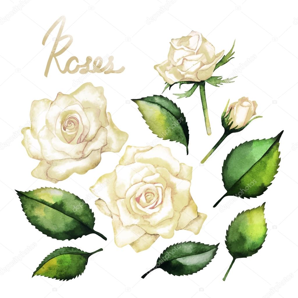 Watercolor roses collection