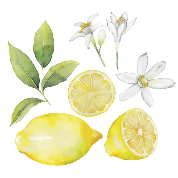 Sulu Boya limon koleksiyonu