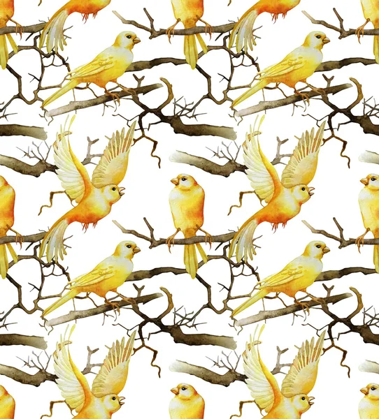 Akvarel kanariefugle mønster - Stock-foto