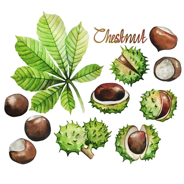 Watercolor chestnut collection — Stock Photo, Image