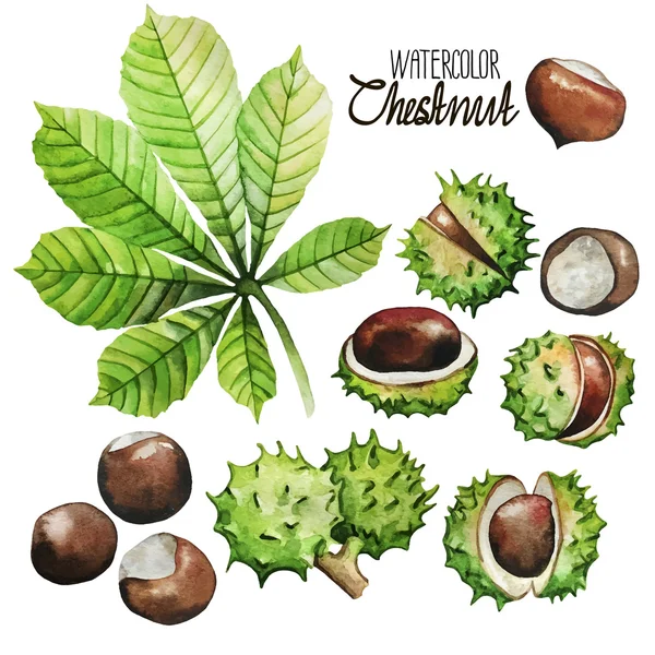 Coleção de castanha aquarela — Vetor de Stock