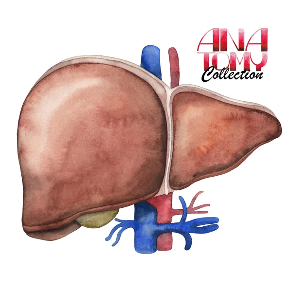 Watercolor anatomy collection - liver — Stock Photo, Image