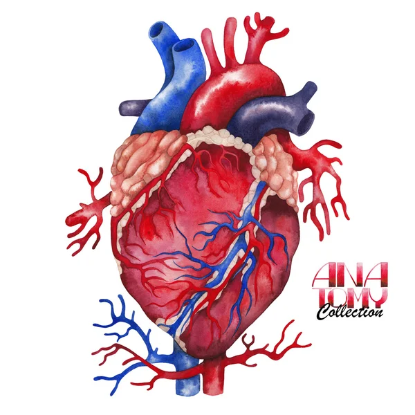 Coleção de anatomia aquarela - coração — Fotografia de Stock