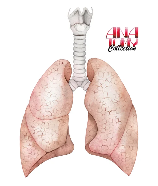 Colección anatomía acuarela - pulmones —  Fotos de Stock