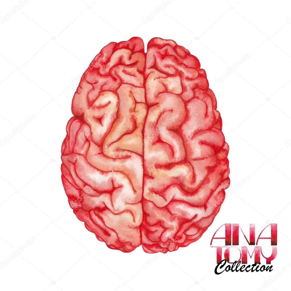 Anatomy collection - brain