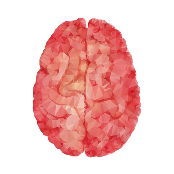 Cerebro poligonal realista — Vector de stock
