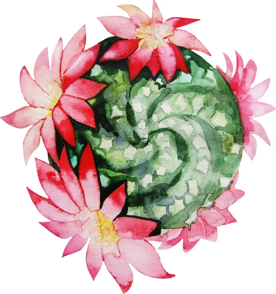 Kaktus kwitnienia akwarela — Zdjęcie stockowe