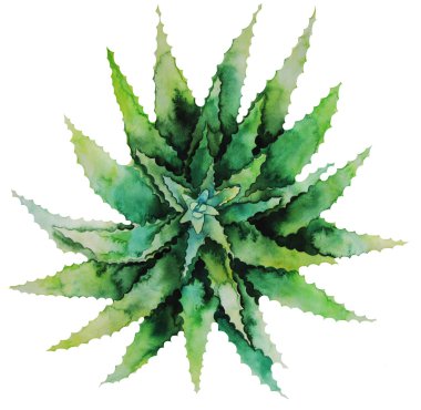 Suluboya yeşil etli